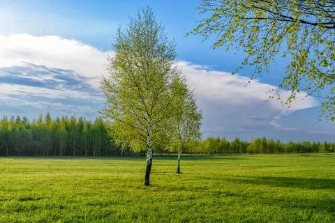 Two birch trees Stock Photos