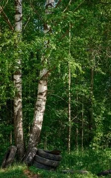Two birch trunks close to each other in the forest with some tires underneath Stock Photos