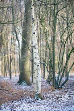 Two birch trunks in snowy winter forest. Stock Photos
