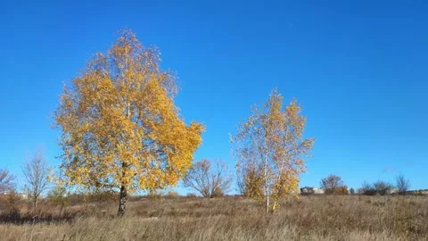 Two birches with yellow and light leaves standing in a field under blue sky Stock Footage 313557960