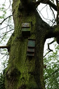 Two bird boxes Stock Photos