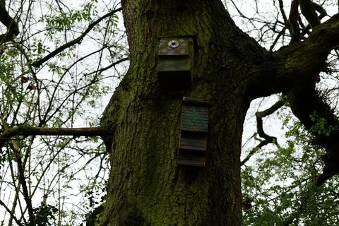 Two bird boxes. Stock Photos