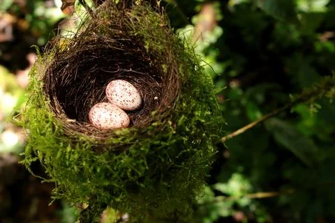 Two bird eggs inside nest in the wild from Indonesian New Guinea Stock Photos
