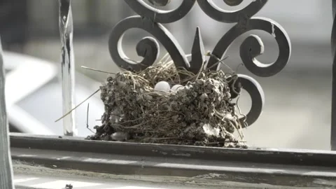 Two Bird Eggs Laying In Bird Nest Apartment Window Sill, Zoom Out Stock Footage 300722882