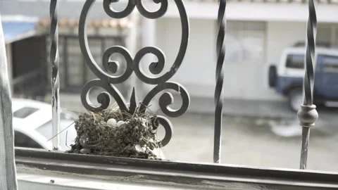 Two Bird Eggs Laying In Bird Nest Apartment Window Sill, Zoom In Stock-Footage 300722975