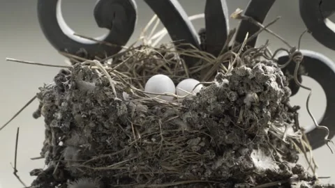 Two Bird Eggs Laying In Bird Nest Of Urban Apartment Window Sill, Zoom Out Stock-Footage 300723046