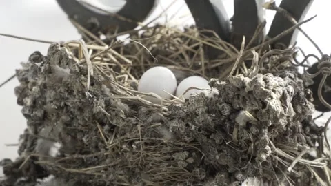 Two Bird Eggs Laying In Bird Nest Apartment Window Sill, Up Close Zoom Out Stock Footage 300723188