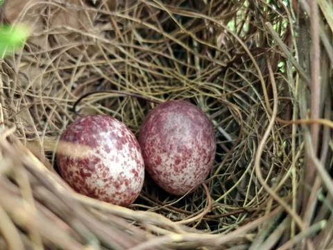 Two bird eggs in the wild Stock Photos