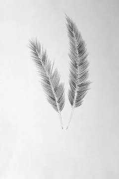 Two bird feather Stock Illustration