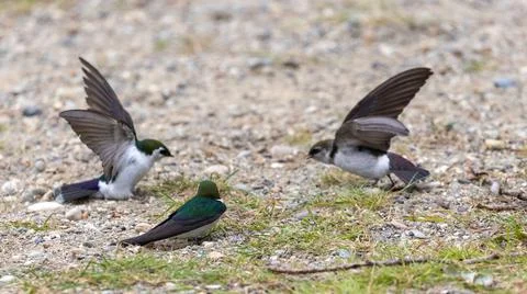 Two bird fighting in front of another Stock Photos