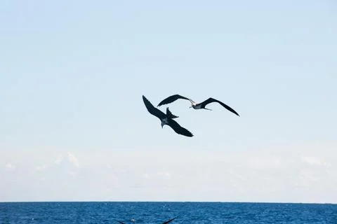 Two Bird flying in the blue sky Close Up, Couple Bird Flying in The Blue Sky Stock Photos