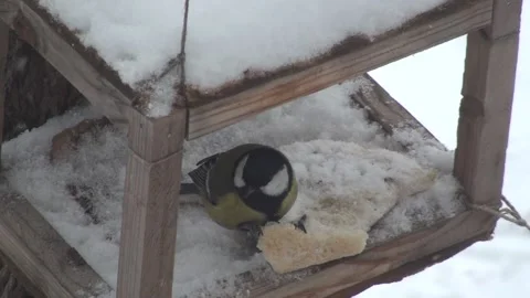 Two bird in the manger Stockbeeldmateriaal 136064966