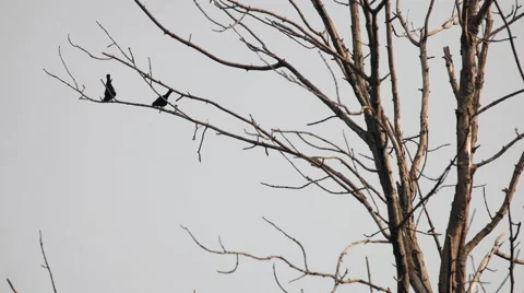 Two bird sillouettes sitting in a tree Video stock 50968073