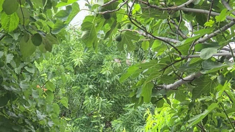 Two Birds Among Green Leaves Video Footage Stock Footage 336429068