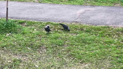 Two birds are enjoying spring weather and playing Stock Footage 306295287