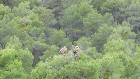 Two birds are perched on a tree branch in a lush green forest Stock Footage 278104025