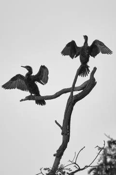 Two birds are perched on a tree branch Stock Photos