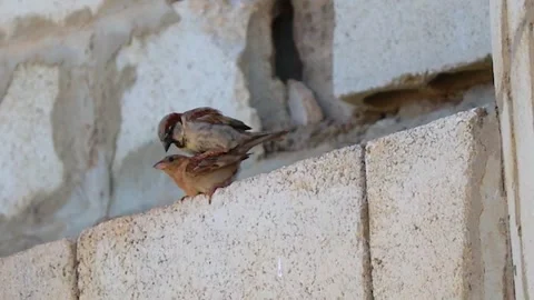 Two birds are playing under the building Stockbeeldmateriaal 245296852