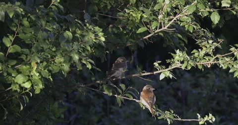 Two birds are sitting on a branch, 4K slomo Stock Footage 240547002