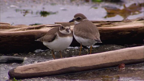Two birds on the beach Stock Footage 81689088