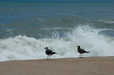 Two birds at beach Foto stock