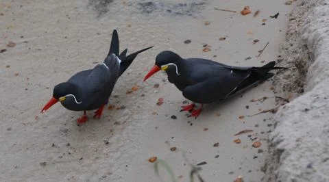 Two birds on the beach Foto stock