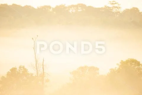 Two Birds breeding in the tree and the mist. Stock Photos