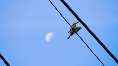 Two birds brown-headed bee-eater Stock Footage 303832834