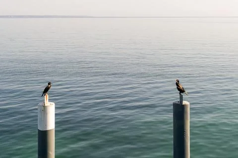 Two birds on calm waters. Stock Photos