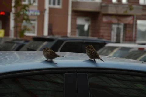 Two birds on the car Stock Photos