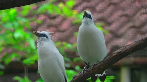 Two birds chirping 스톡 동영상 242326191