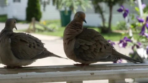 Two Birds cleaning themselves Stock Footage 156267803