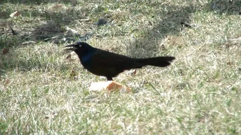 Two Birds Eating Bread, Cautious Vidéo 65743996