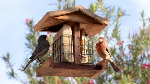 Two birds eating suit from a backyard bird feeder Stock Footage 119405382