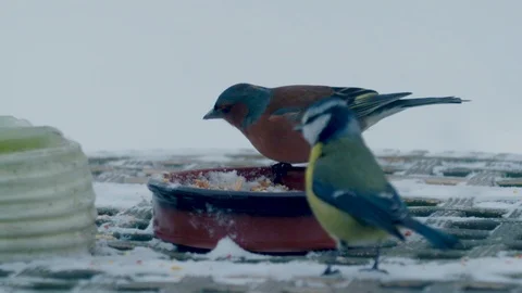 Two birds Eating from table in snow slow motion Video stock 86507654