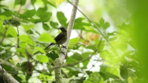 Two birds enjoying the tree branches 스톡 동영상 149123582