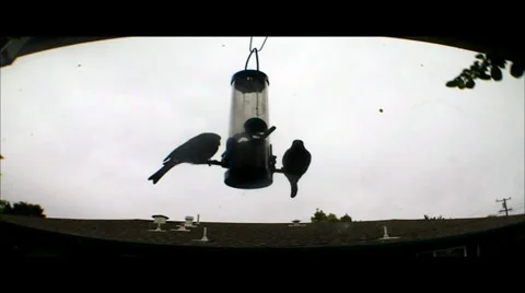 Two Birds at Feeder Fly Back and Forth Under Gray Skies Stock Footage 33821732