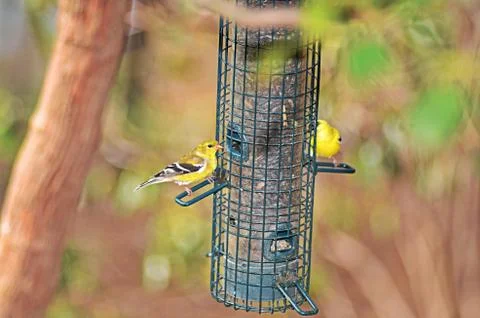 Two birds on a feeder Stock Photos