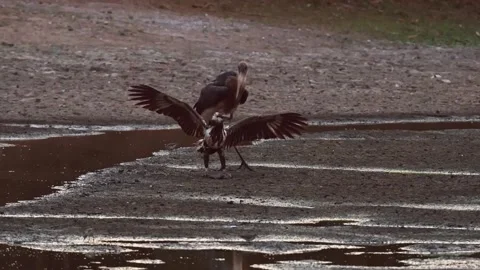 Two Birds Fighting on Dry Ground Stock Footage 321837425