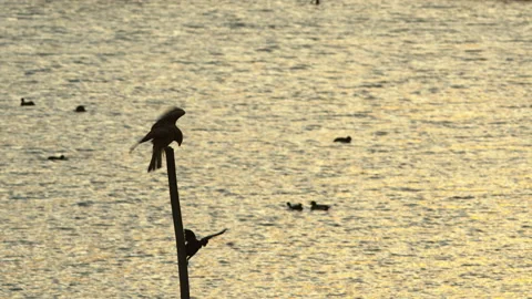 Two birds fighting over a perch on a lake. Stock Footage 145509450