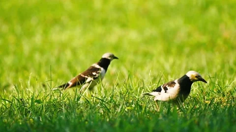 Two birds finding berries and eat fruits Video stock 203194600