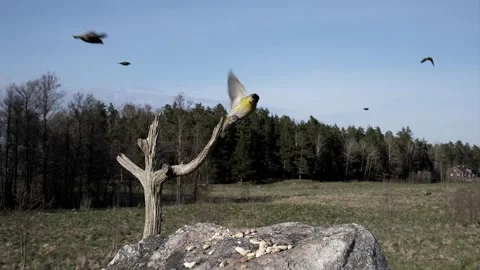 Two birds float down for a nice landing. Video stock 295818054