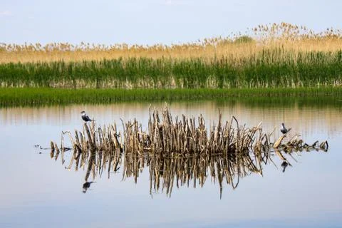 Two birds on a floating reed islet Stock Photos
