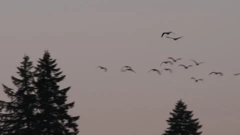 Two Birds Fly Away From The Flock Stock Footage 289239277