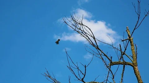 Two birds fly from a dead tree with blue sky and a single cloud Stock Footage 128662832