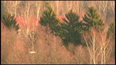 Two birds fly rapidly over the treetops in the Undergrowth Stock Footage 10682545