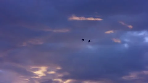 Two Birds Fly Together Through Morning Sky Stock Footage 301264931