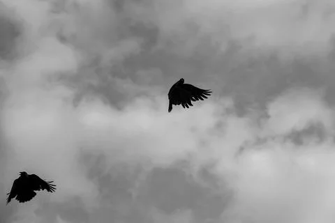 Two Birds Flying Against Dramatic Cloudy Sky Stock Photos