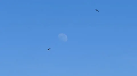 Two birds flying in foreground with moon in back Video stock 66290498