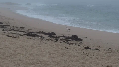 Two birds flying low, in slow motion, along shoreline of foggy beach in autumn Stock Footage 116183797